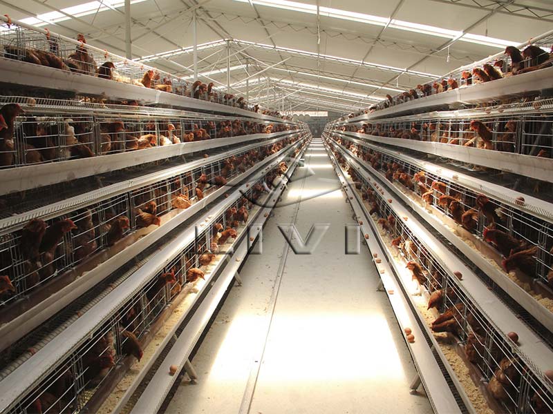 A Type Manual Battery Chicken Cage System