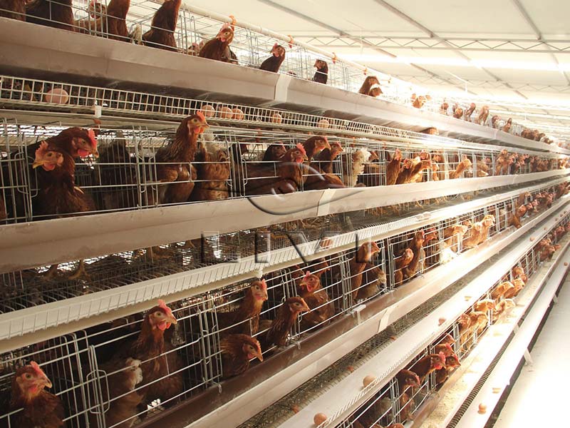A-Type Manual Battery Cage System
