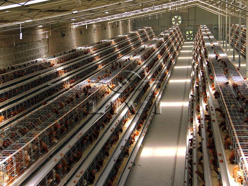 A-type manual battery cage system for 5000 layers