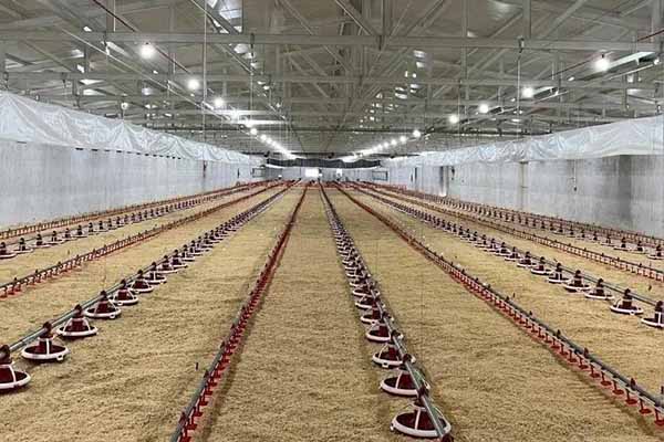 Automatic flooring system for poultry farm
