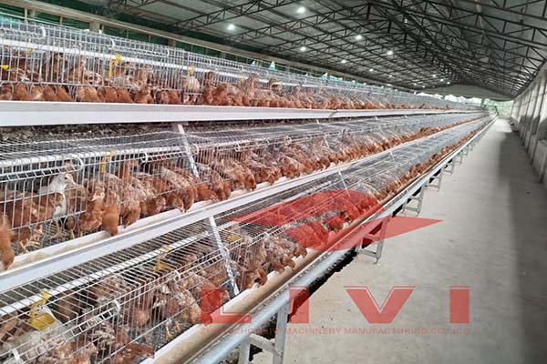 20,000 Layer Poultry House Site Assessment and Engineering Checklist for Nigeria: A Livi Poultry House Equipment Planning Guide