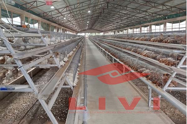 A-type-layer-chicken-cages