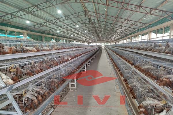 A-type-poultry-farm