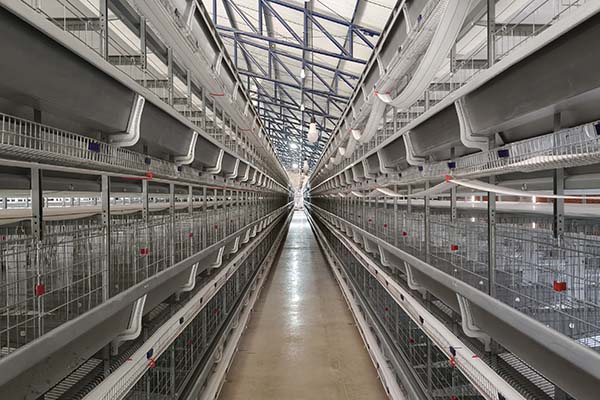 battery-chicken-cage-for-layer-farming