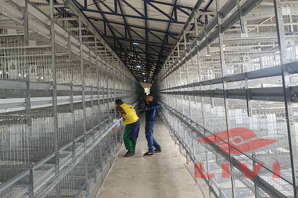 Livi Poultry House Equipment: A-Frame Layer vs Pullet Cage Comparison for 10,000-Bird Replacement Flock Farms