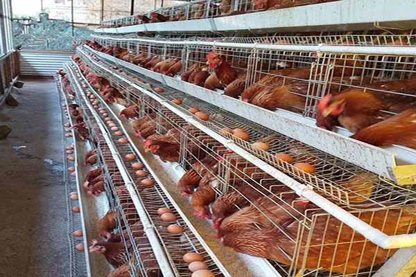 10000 layers poultry farm