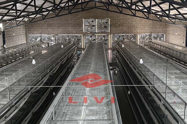 Livi Layer Battery Cage in Ghana: Pre-Installation Site Readiness and Turnkey Delivery Checklist for a 20,000-Bird Layer House