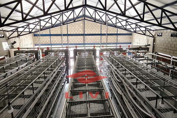 layer-farm-cages