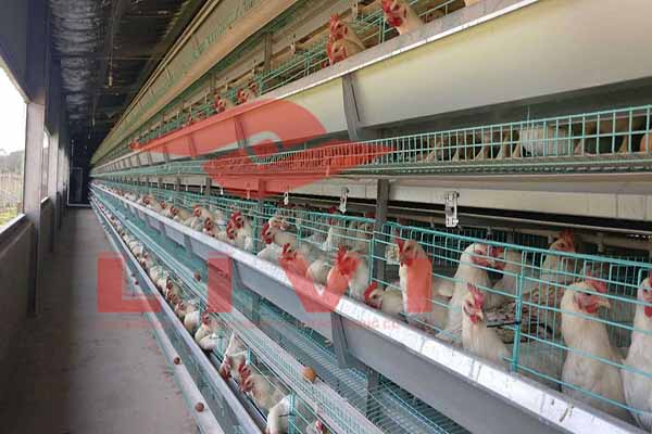 layer-farming-20000-birds-automatic-poultry-equipment-in-nigeria-