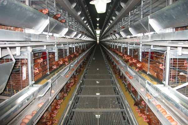 more than 30000 chickens poultry farm with automatic system