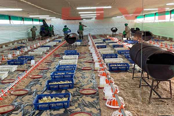 Ground poultry farming system photo