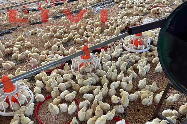 Broiler ground system project photo