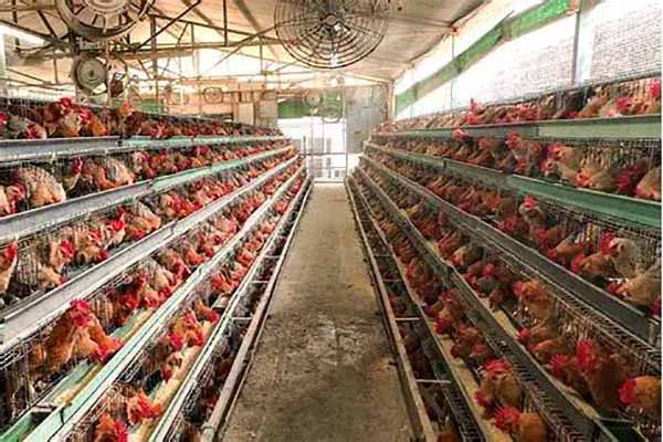 A-Type vs H-Type Layer Cage Systems: A Constraint-Based Selection Guide
