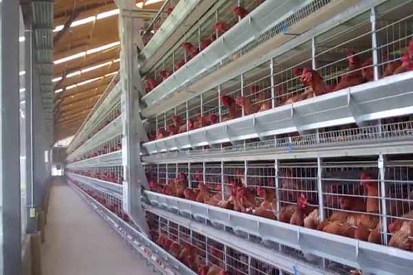 30000 layer farm project using H type cage syste