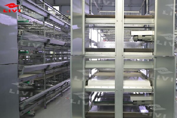 H type layer cage system for commercial egg farm production
