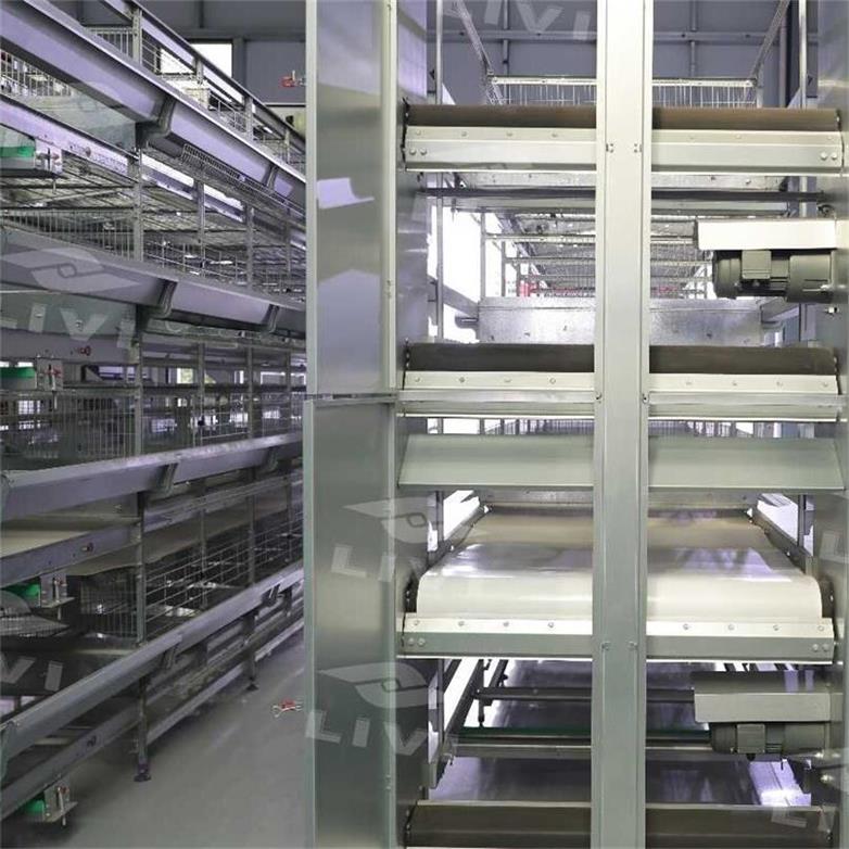 Belt manure removal equipment on stacked poultry cages