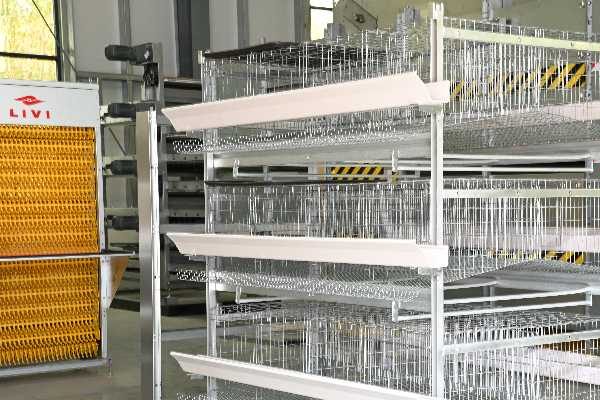 automatic manure removal system with manure belt for layer cages